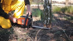 Best Fruit Tree Pruning  in Lake Mills, WI